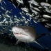 shark_tiger_sand_spar_v_0189_nca0196.jpg